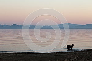 A dog taking a bath in a lake at dusk, with beautiful, warm and