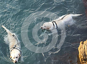 Dog taking a bath and swimming in Arraial do Cabo beach Rio de Janeiro