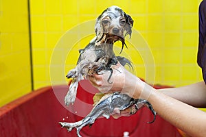 Dog taking a bubble bath