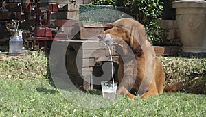 A dog taking a drink from a straw