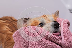 Dog Taking in a grooming salon. Funny Fluffy Welsh Corgi Pembroke portrait in a bathroom. Professional groomer carefully