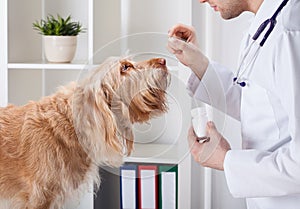 Dog during taking medicine