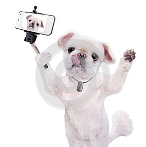 Dog taking a selfie with a smartphoner.