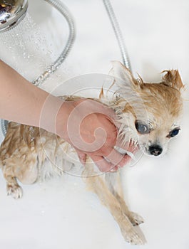 A dog taking a shower