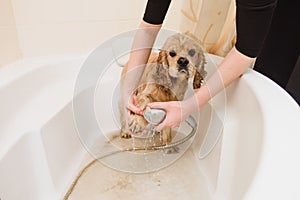 Dog is taking a shower at home