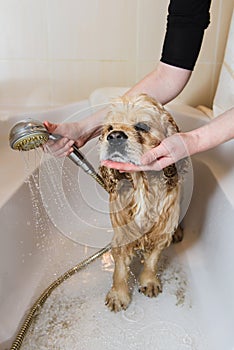 Dog is taking a shower at home