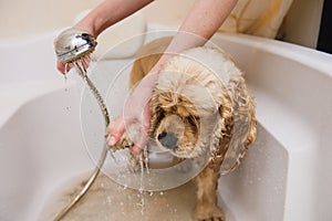 Dog is taking a shower at home