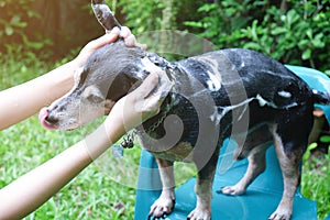 A dog taking a shower with shampoo and water at outdoor