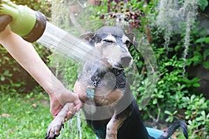 A dog taking a shower with shampoo and water at outdoor