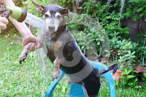 A dog taking a shower with shampoo and water at outdoor