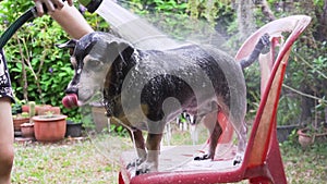 A dog taking a shower with shampoo and water at outdoor