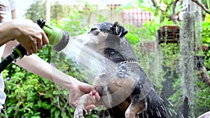 A dog taking a shower with shampoo and water at outdoor
