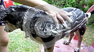 A dog taking a shower with shampoo and water at outdoor