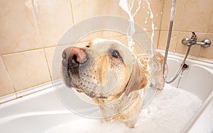 A dog taking a shower with soap and water