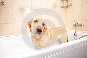 A dog taking a shower with soap and water