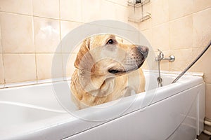 A dog taking a shower with soap and water