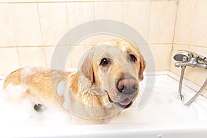 A dog taking a shower with soap and water