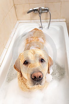 A dog taking a shower with soap and water