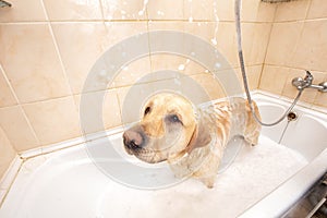 A dog taking a shower with soap and water