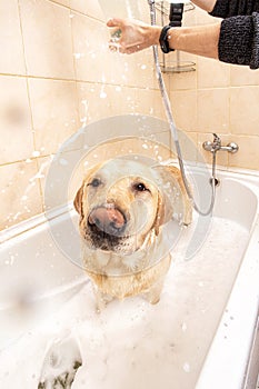 A dog taking a shower with soap and water