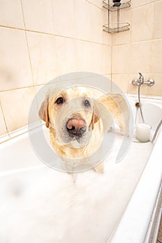 A dog taking a shower with soap and water