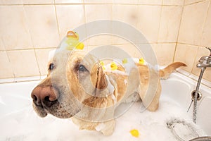 A dog taking a shower with soap and water