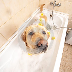 A dog taking a shower with soap and water