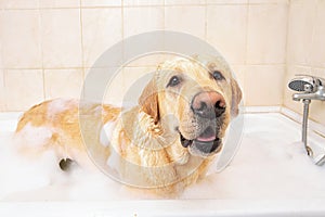 A dog taking a shower with soap and water