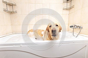 A dog taking a shower with soap and water