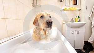 A dog taking a shower with soap and water