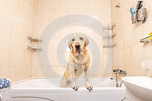 A dog taking a shower with soap and water