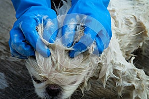 A dog taking a shower with soap and water