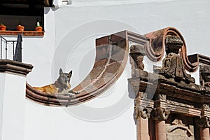 Dog taking sun in san miguel de allende guanajuato I