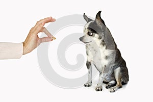 Dog taking a treat