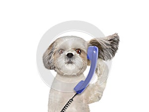Dog is talking over the old phone