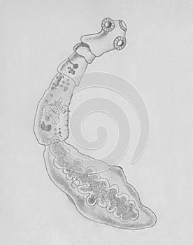 The dog tapeworm (Echinococcus granulosus), hydatid worm. Hand drawing sketch illustration.