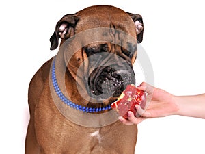 Dog tasting apple