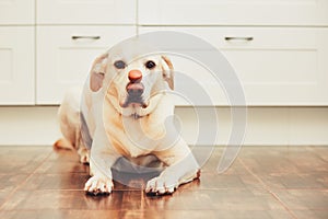 Dog with tasty macaroon photo