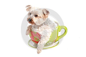 Dog in tea cup