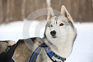 Dog team leader listens host