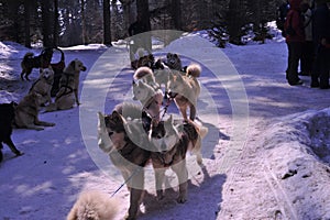 Dog teams competing on winter snow