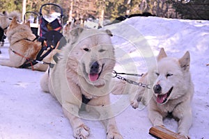 Dog teams competing on winter snow