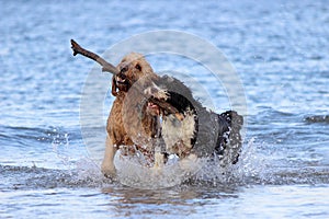 El perro trabajo en equipo encantador sostener 