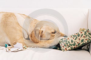 Dog tearing up Christmas present photo