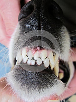Dog teeth (11)