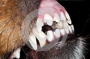 Dog teeth