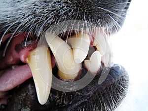 Dog teeth (3)