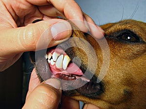 Dog teeth