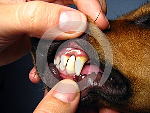 Dog teeth photo