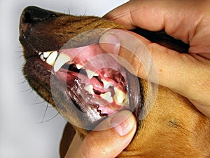 Dog teeth photo